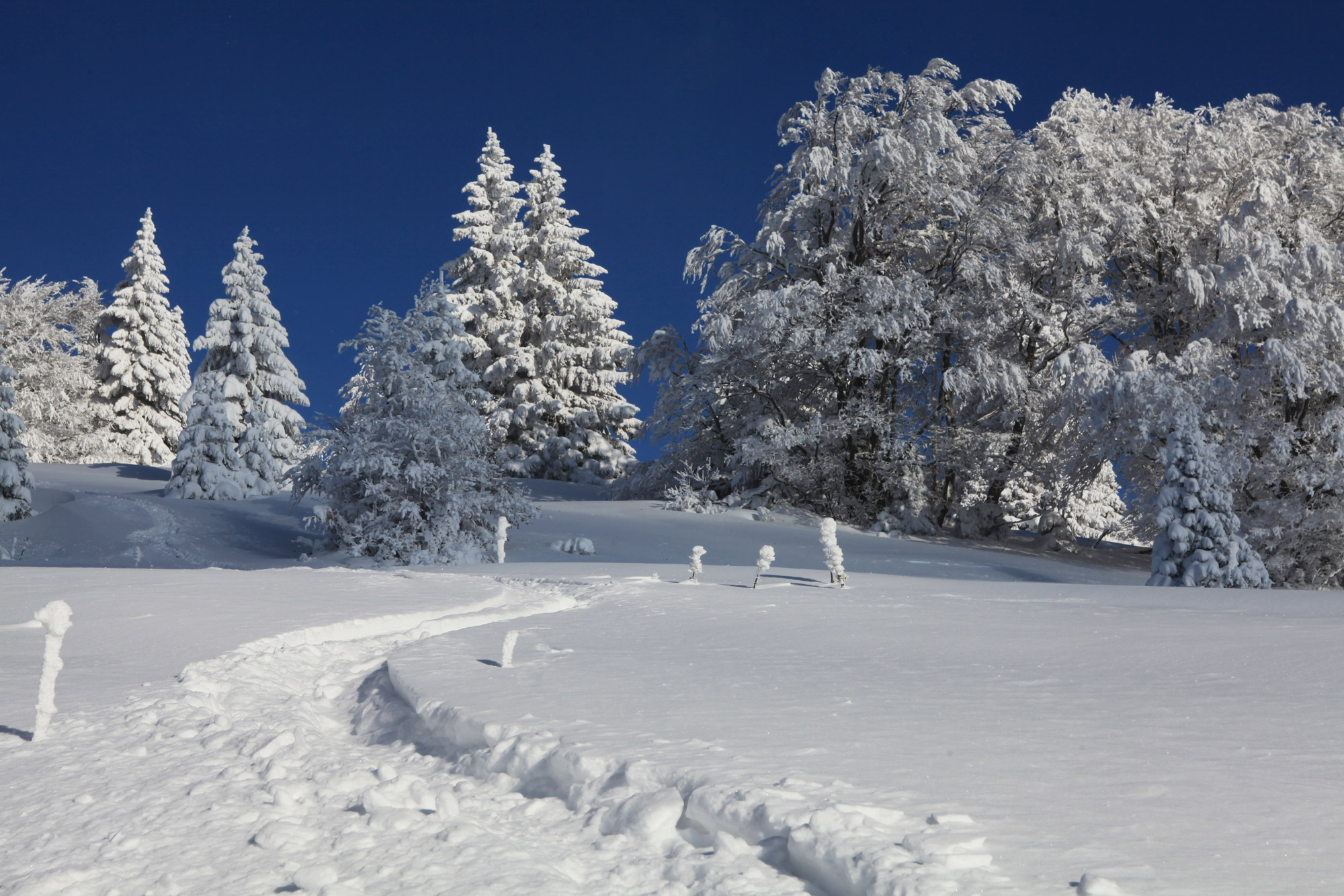 Chiens de traîneau autour de l'hôtel restaurant Le Tillau, Vallorbe, Pontarlier